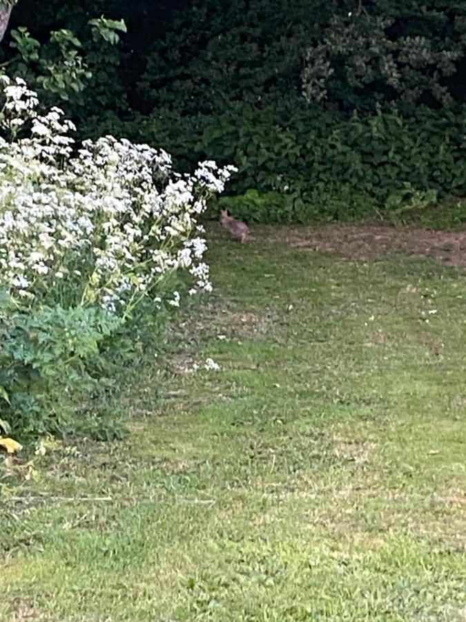 Roe Deer Meadow At Carr House Farm Hotel Scarborough Buitenkant foto